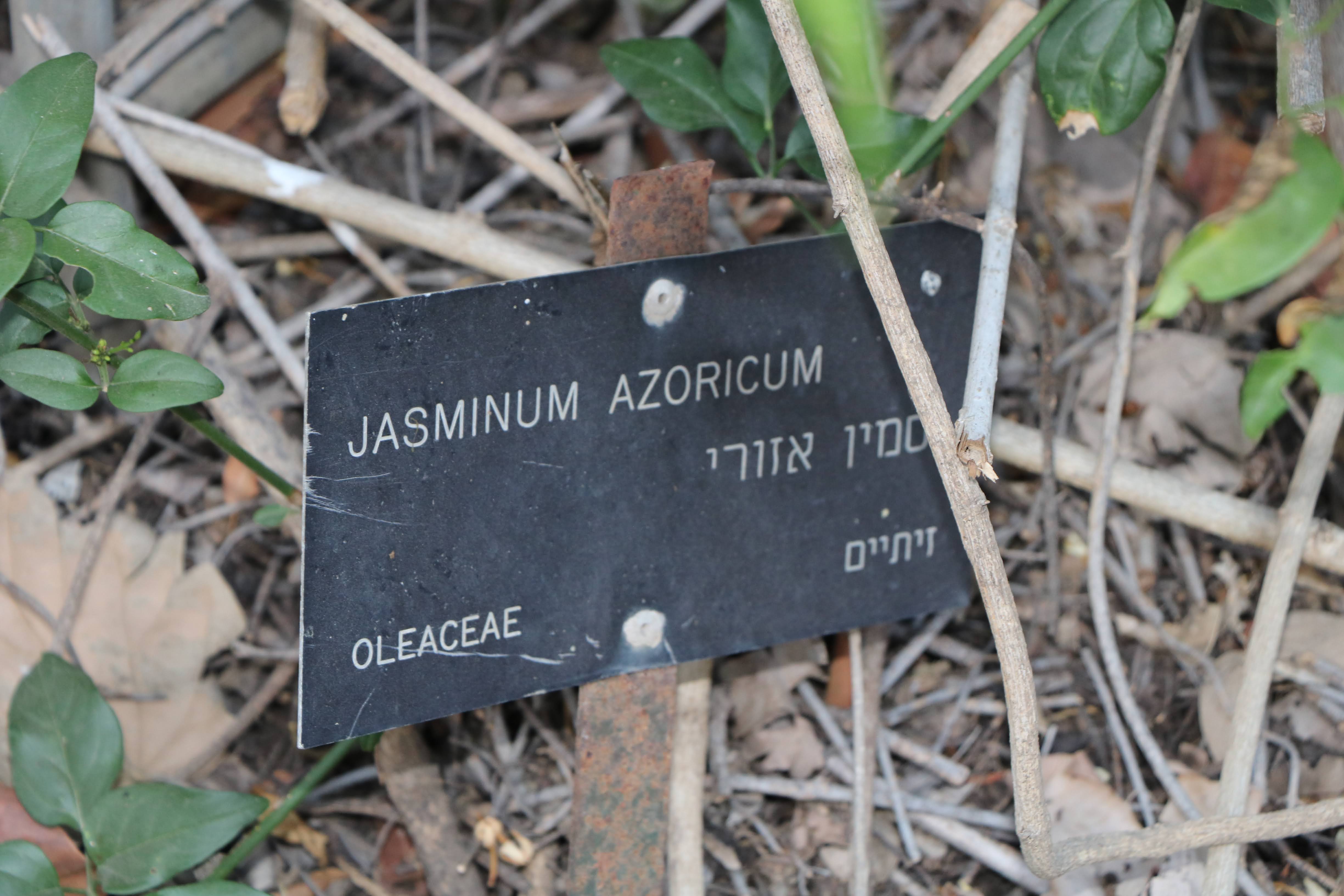 Jasminum